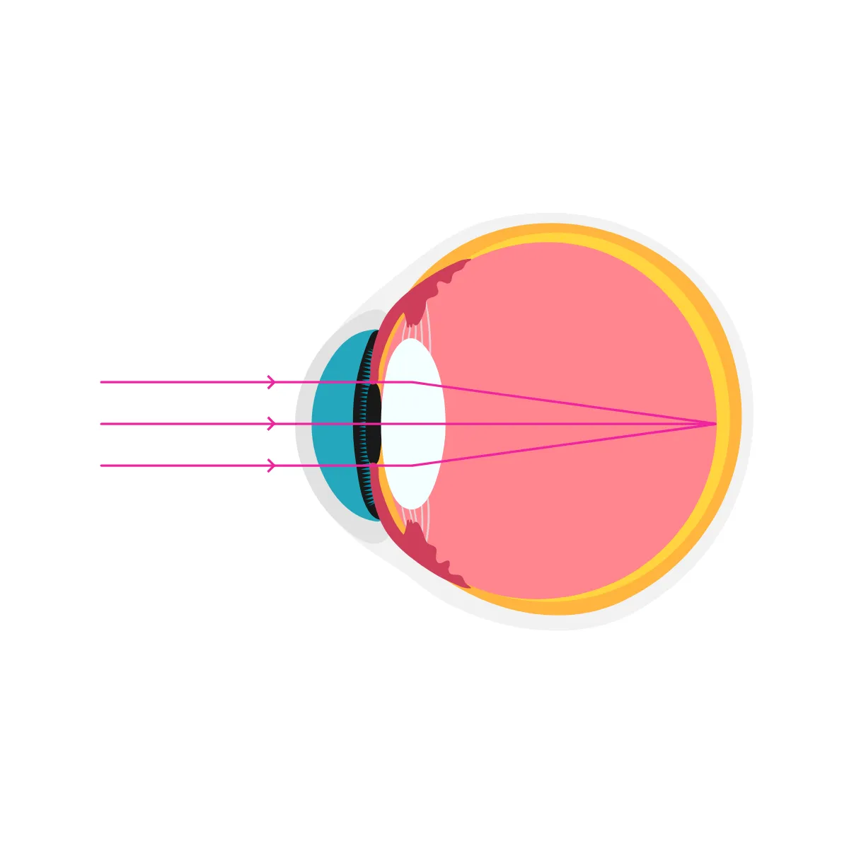 ojo sin error refractivo